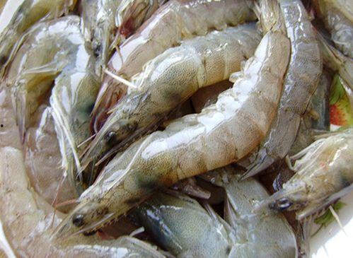 国产青虾可以吃吗视频,美味与健康的双重享受