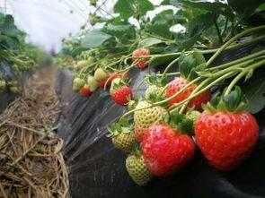 草莓视频国产天龙 央视,草莓视频与央视联手打造国产科幻巨作