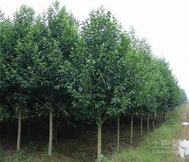 国产冬青树种植方法视频